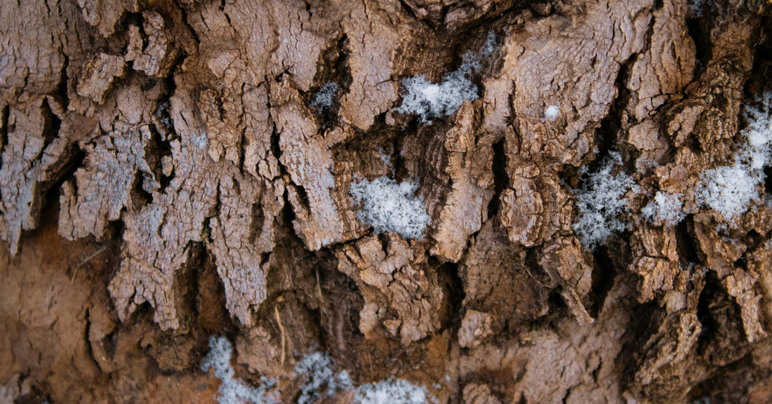 Hardwood Trees