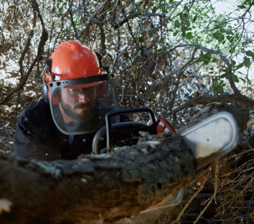 man cutting an old tree