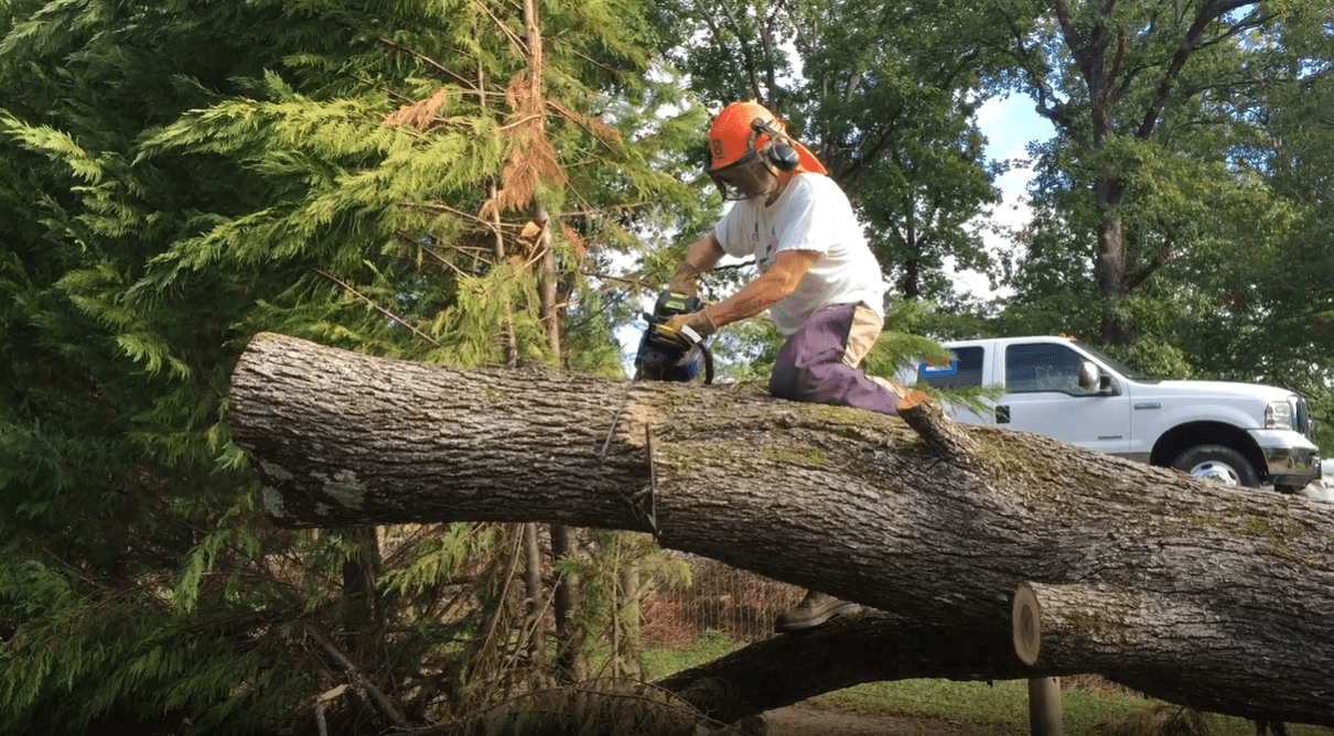 cutting a large tree with Kobalt 80v Chainsaw