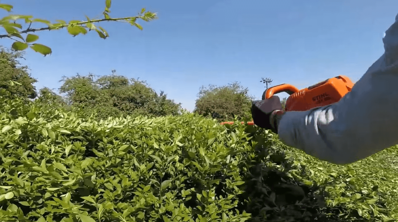 person trimming hedge