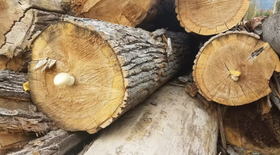 Cottonwood logs