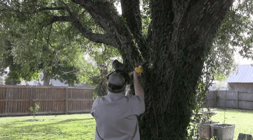 Cutting a tree with the Imoum Cordless 6-inch Chainsaw