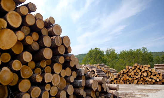 Larch logs in a lumber yard