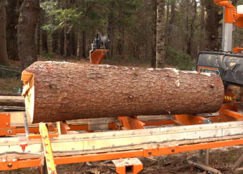 Larch wood log