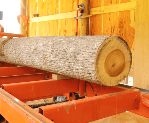 Poplar log