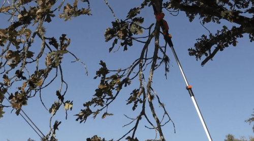 Pruning tree branches using the Vevor Mini Chainsaw Pole Saw