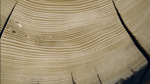 annual growth rings