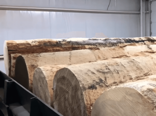 cotton wood log