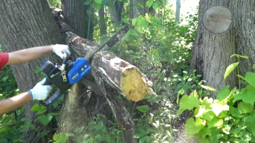 cutting tree trunk with Kobalt 80v Chainsaw