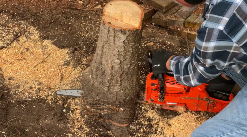 cutting tree with Echo chainsaw