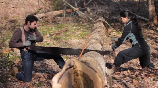 cutting tree with two person saw
