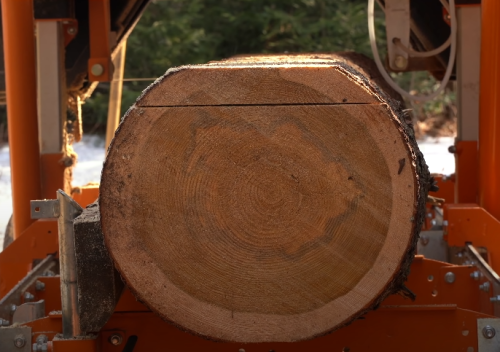 larch wood log cut