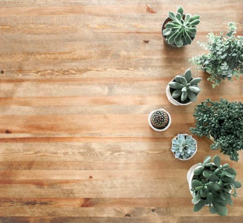 potted plants on wooden floor
