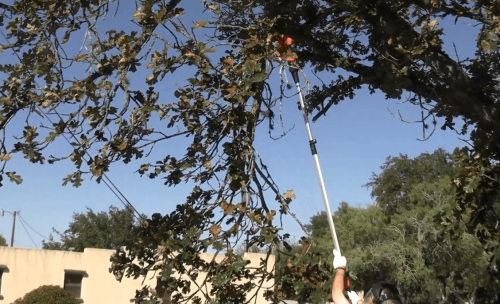pruning using the Vevor Mini Chainsaw-Pole Saw