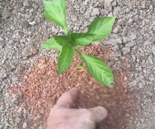 sawdust used to prevent weed growth