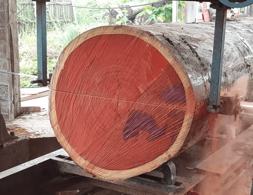 sawing padauk wood