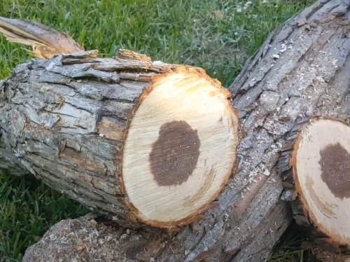 splitting willow wood