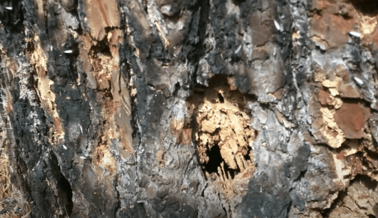 termites on pine wood